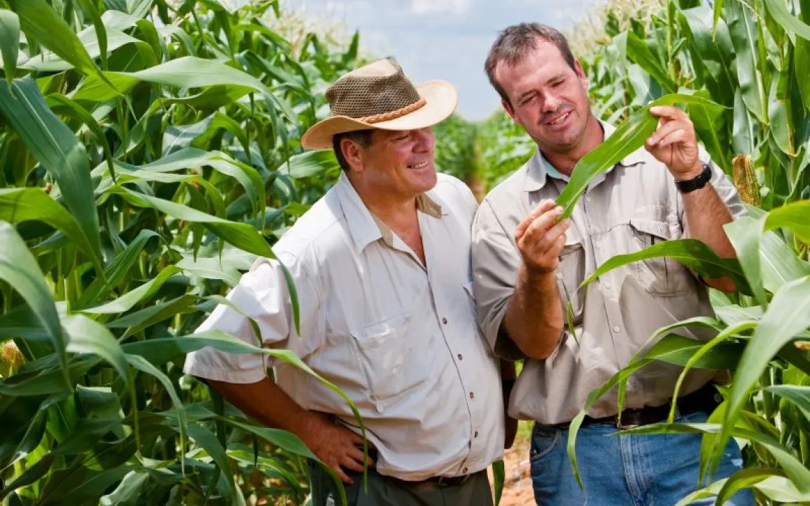 Bt-Mais hält Schädlinge fern – auch vom Nachbarfeld