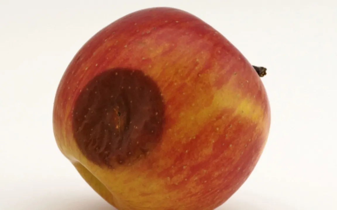 Vorsicht Pilzgift Patulin