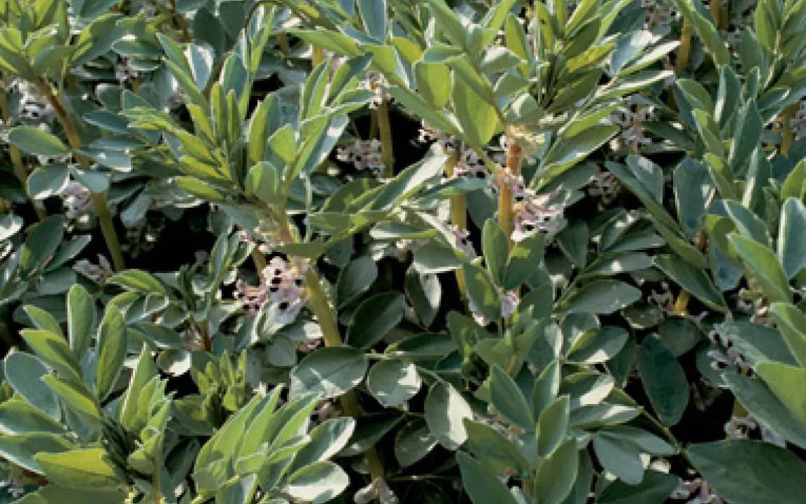 Erbsen und andere Leguminosen