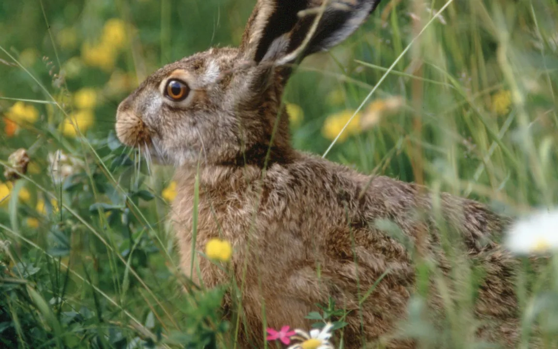 Blühstreifen – der Artenvielfalt zuliebe