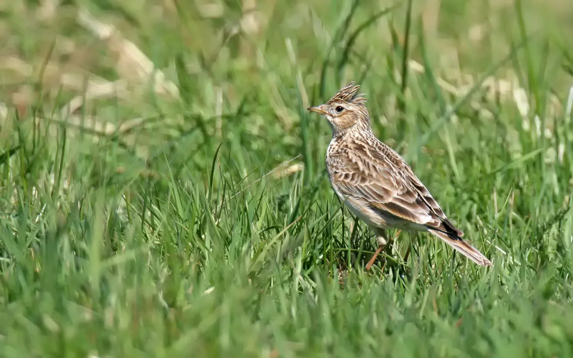 Willkommene Landebahnen für die Feldlerche im Getreide