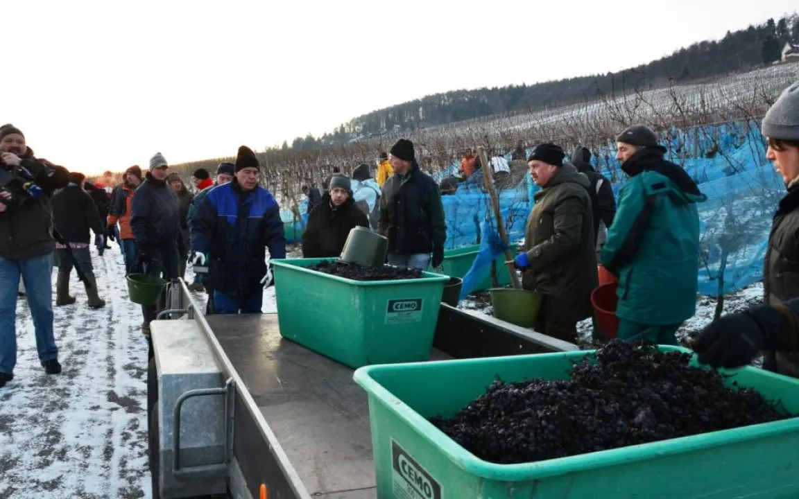 Der Eisweinpoker 2011