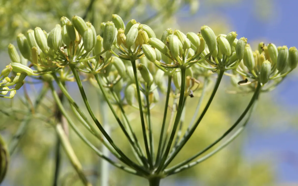 Vielseitiger Fenchel