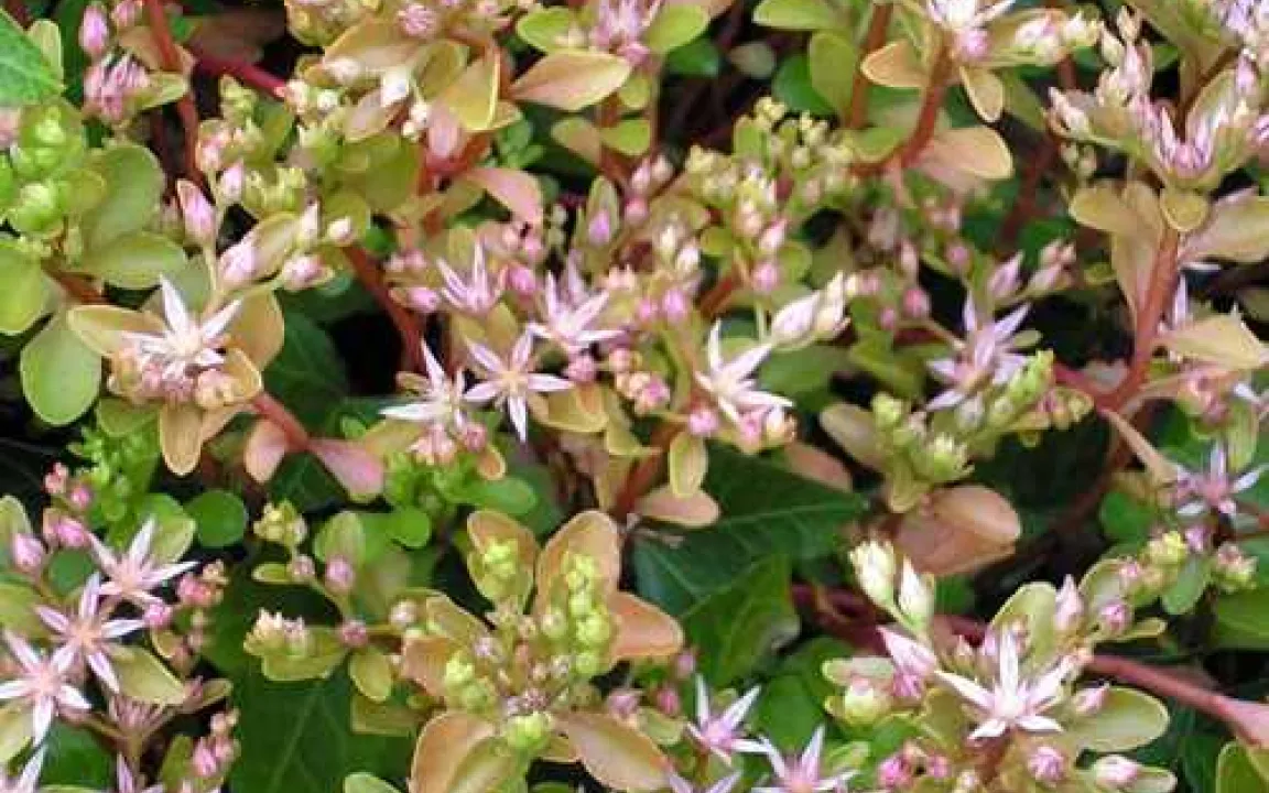 Eine Fetthennen-Art wird zur Problempflanze