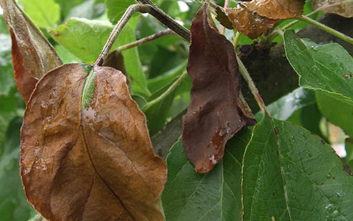 Feuerbrand auf dem Vormarsch – Gefahr für alle Kernobstbäume 