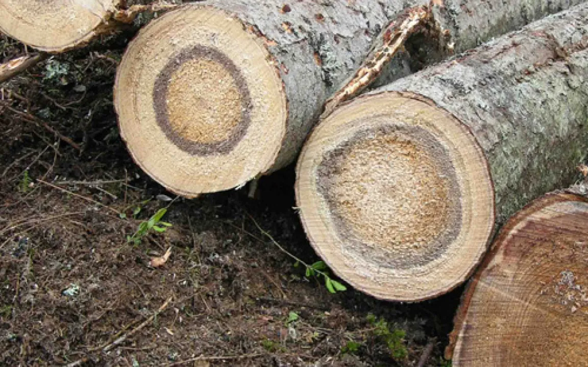 Wurzelschwamm – ein Pilz verursacht Millionenschäden im Wald