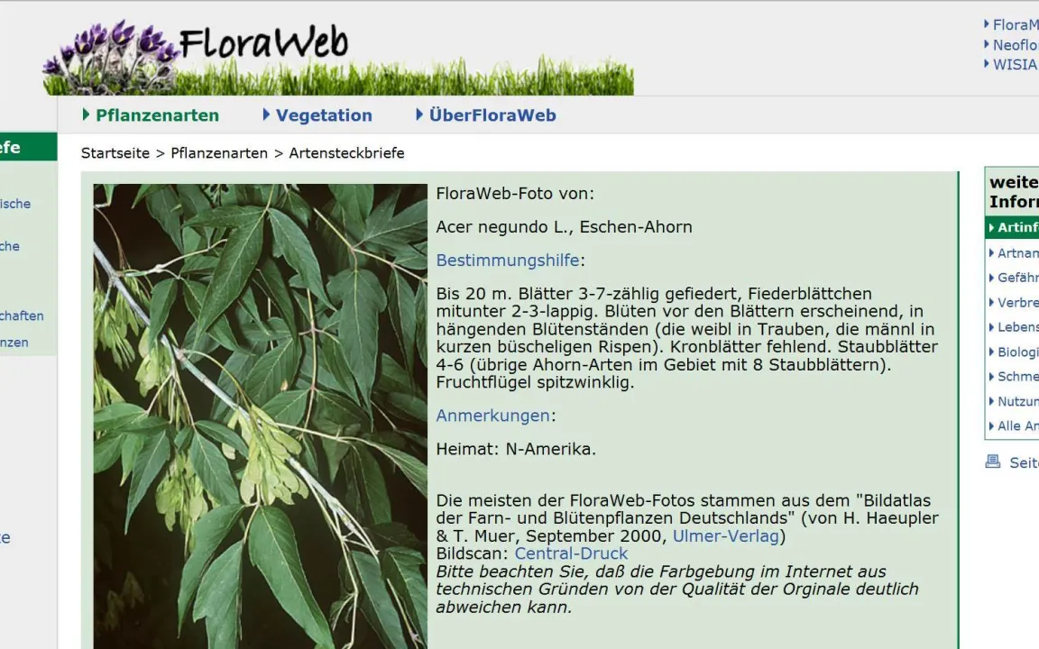 Online-Portal "Flora-Web" bietet umfassende Informationen über die heimische Pflanzenwelt und ihre Neuzugänge