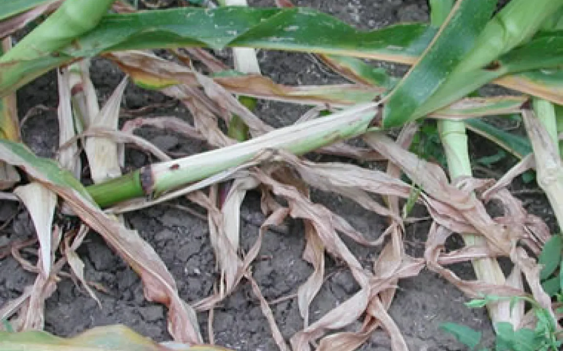 Maiswurzelbohrer ante portas