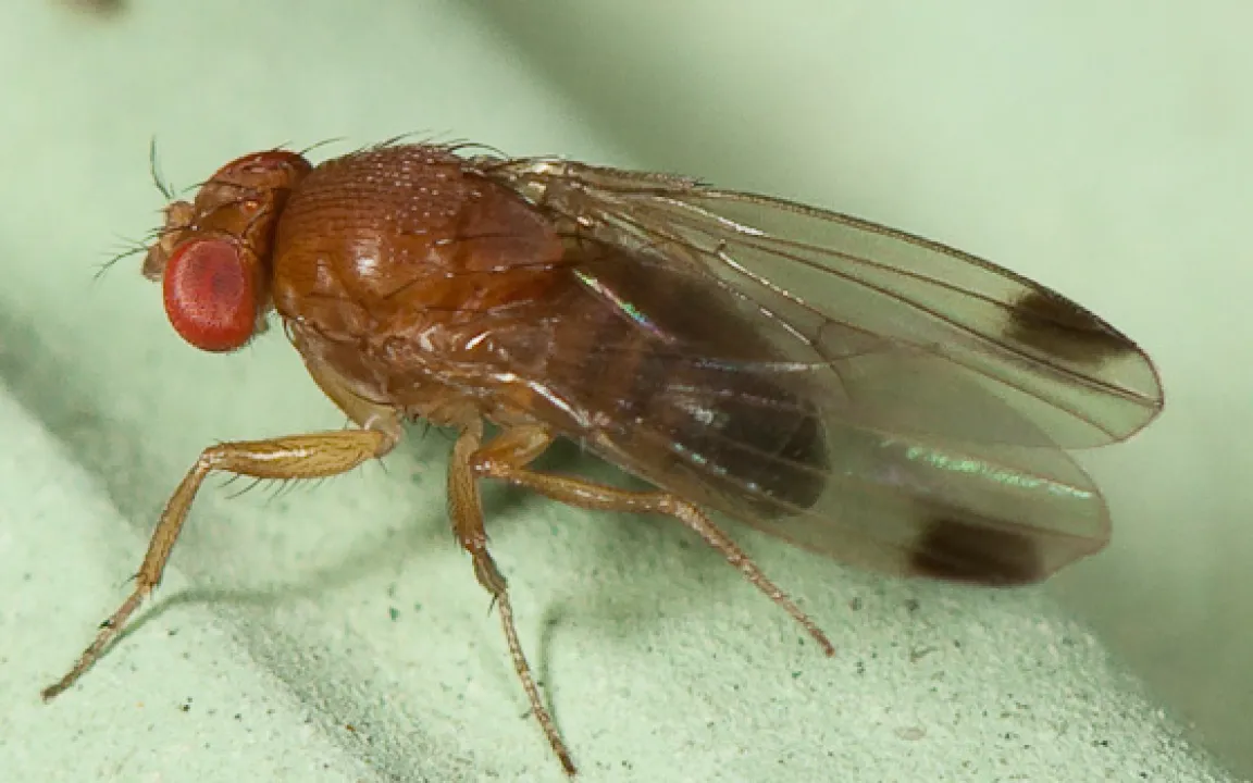 Kirschessigfliege in der Schweiz entdeckt: kleine Fliege mit großem Hunger