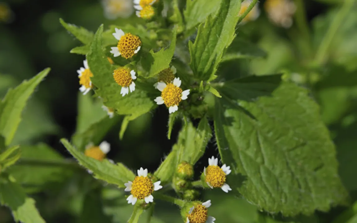 Das Franzosenkraut ist lästig, aber lecker 
