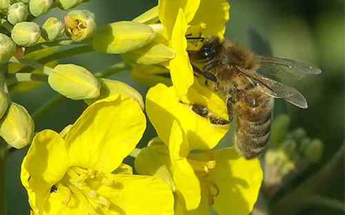 Je fleißiger die Bienen desto größer die Äpfel