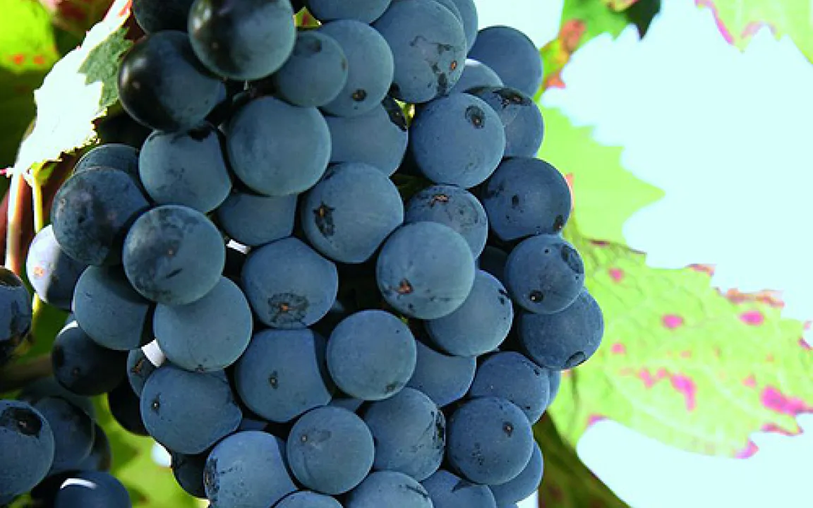 Frost-Bakterien an australischen Weinreben entdeckt 