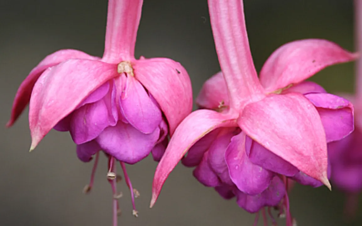Eine Gallmilbe verunstaltet Fuchsien 