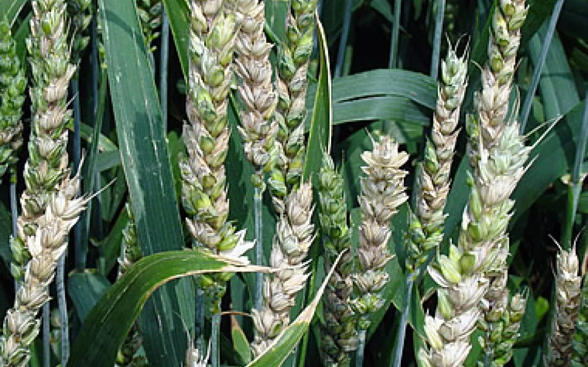 Erstes internationales Fusarium Symposium