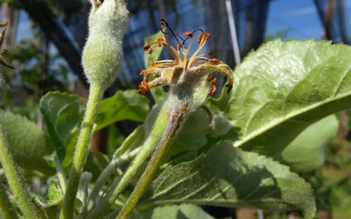 Feuerbrand-Alarm in der Kernobstsaison 2012