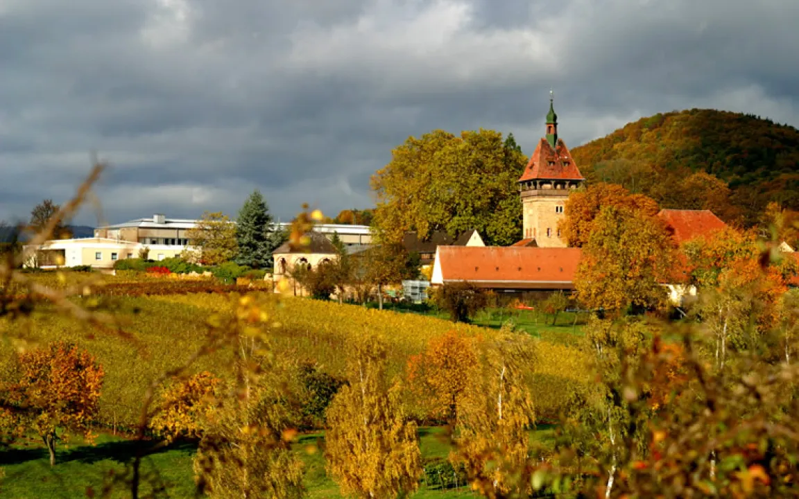 Genetische Vielfalt der Reben erhalten 