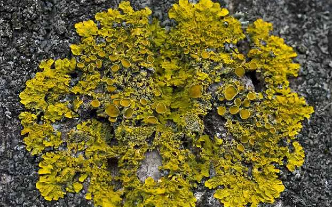 Flechten an Baumstämmen – die Symbiose aus Pilzen und Algen