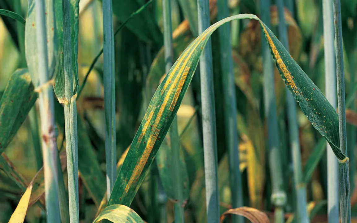 Gelbrost – Gefahr im Getreide