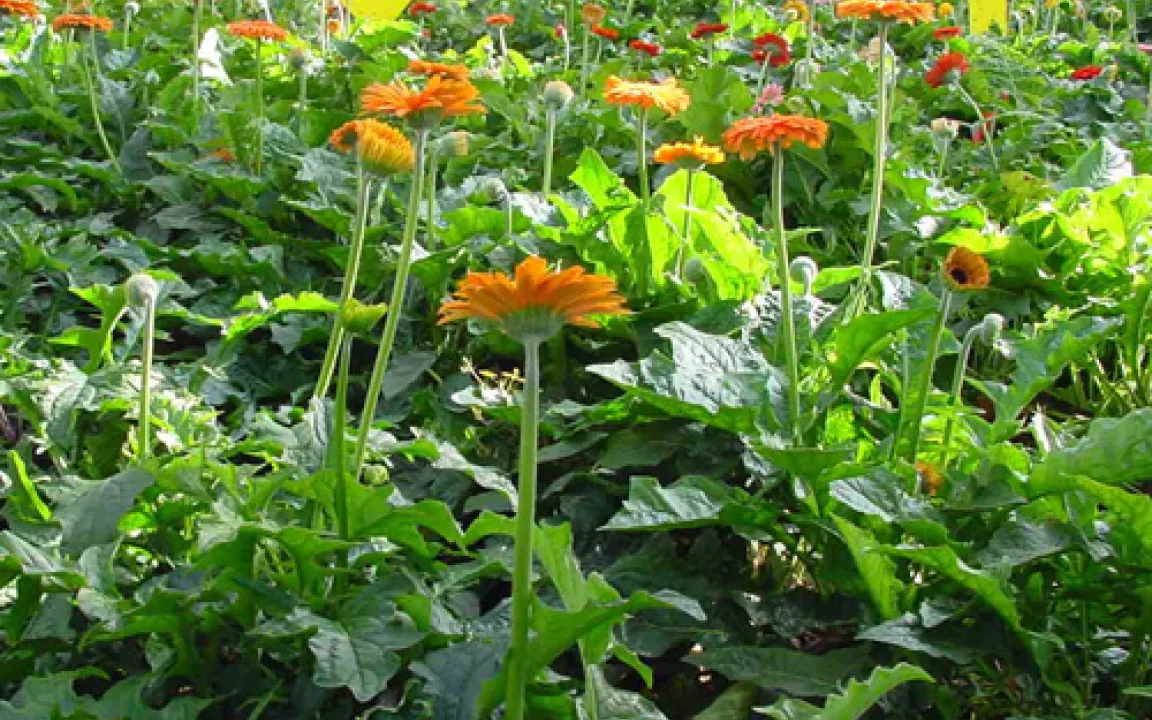 Resistente Schädlinge – was tun? 