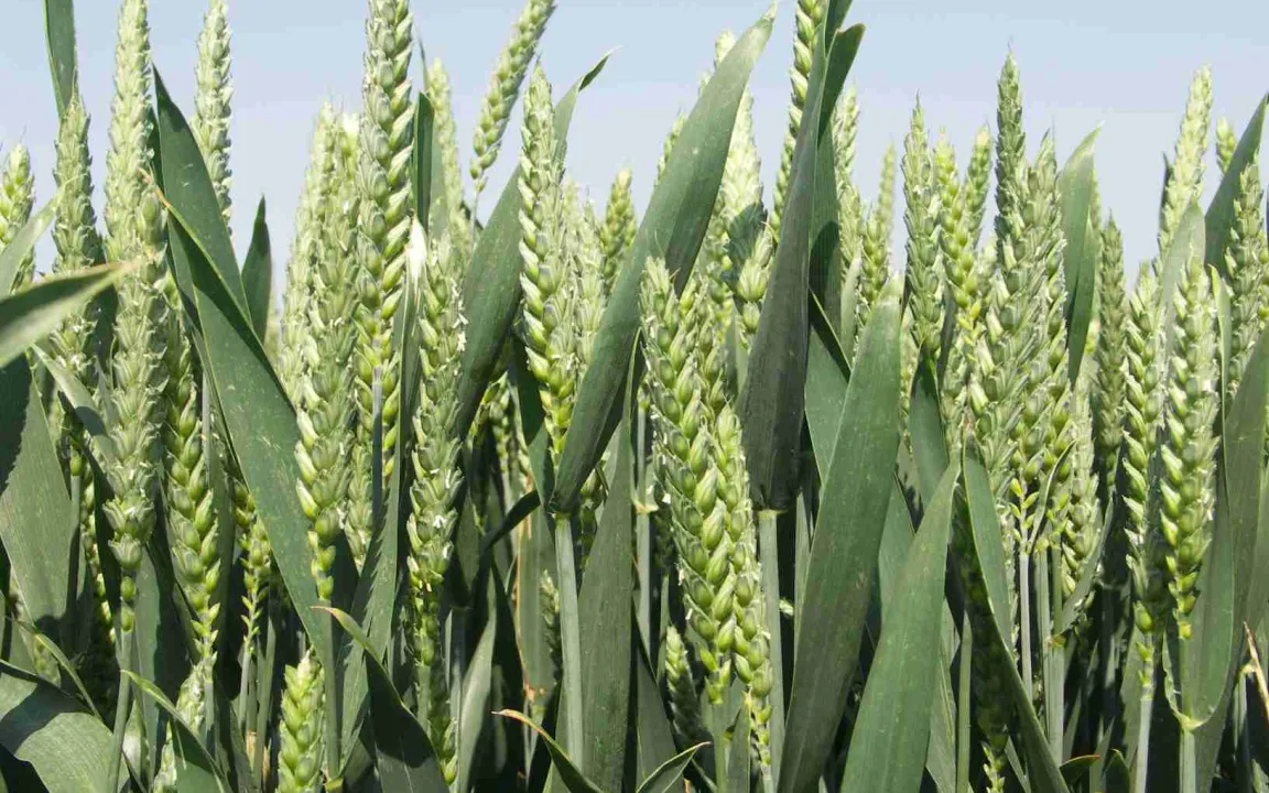 Genkarte des Weizens zu 95 Prozent entschlüsselt