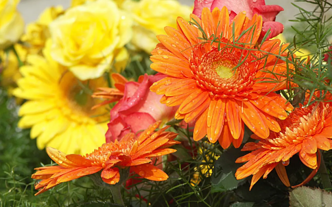 Farbenpracht das ganze Jahr 