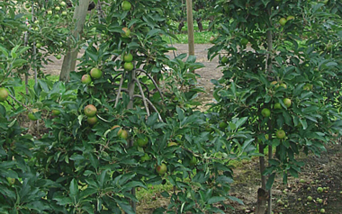Ein Apfelbaum erzählt: Nur die schönsten Äpfel bleiben dran