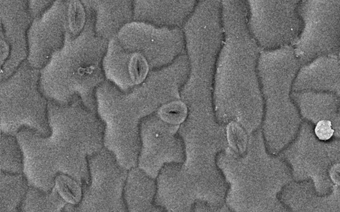 Münchner Forscher enträtseln Trockentoleranz 