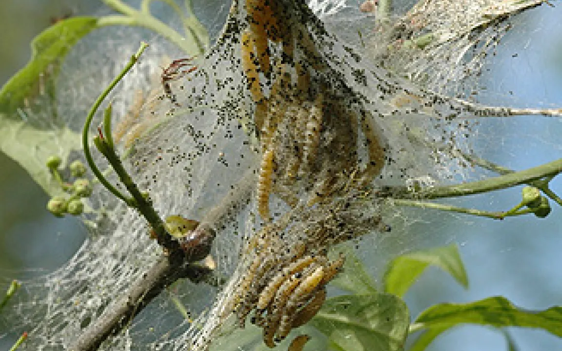 Gespinstmotte verwandelt Gehölze in gespenstische Gebilde 