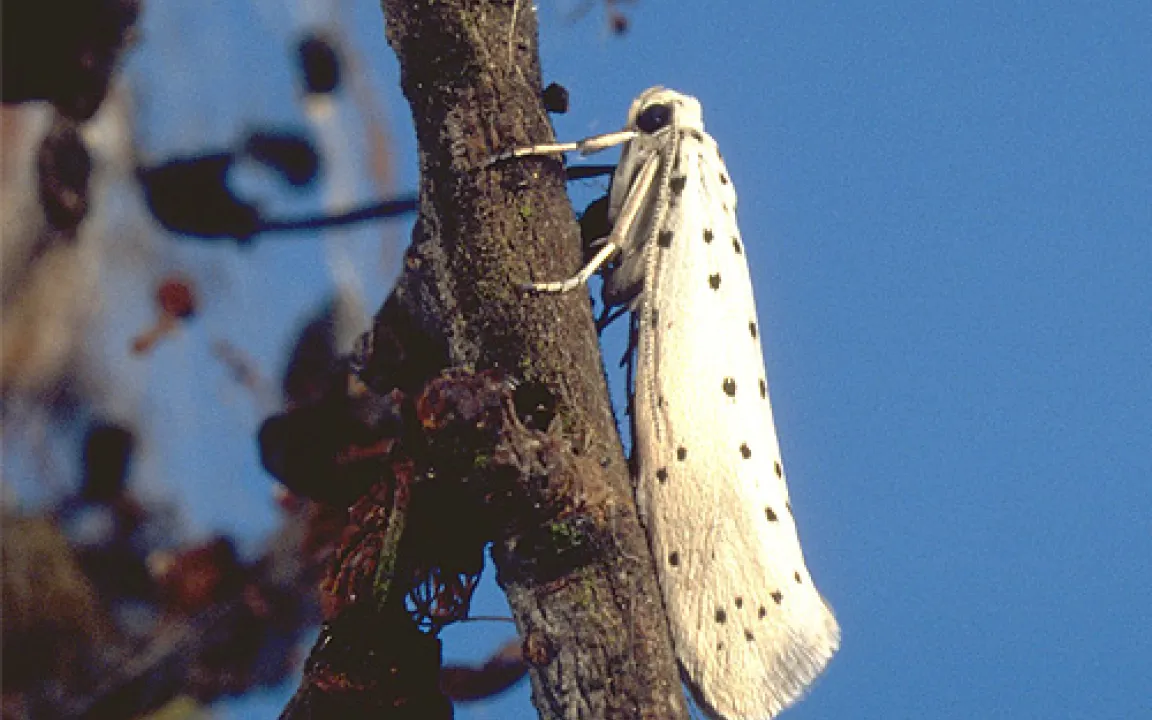 Gespinstmotten - gefräßige Verpackungskünstler 