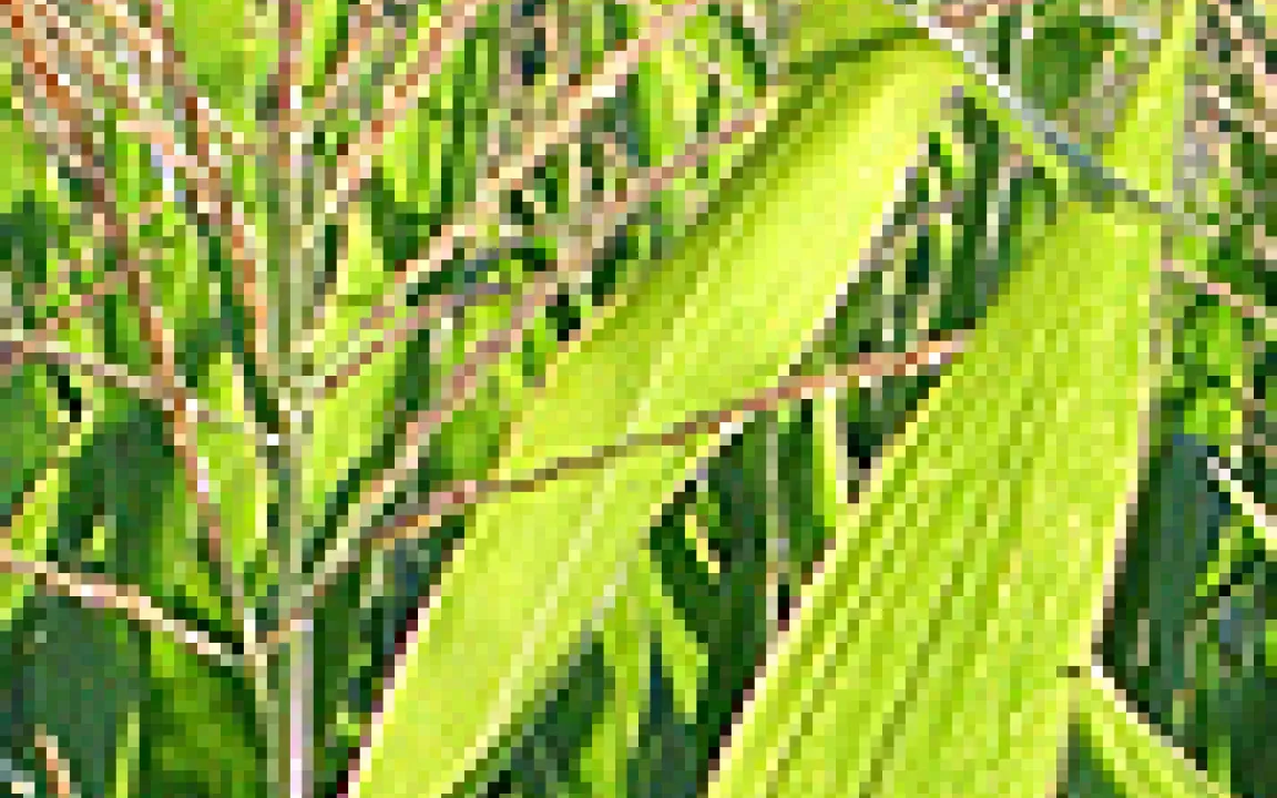 Grünes Licht für gentechnisch veränderten Mais