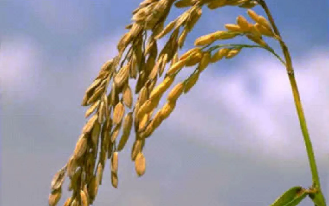 Zahlen, Daten, Fakten 5/06