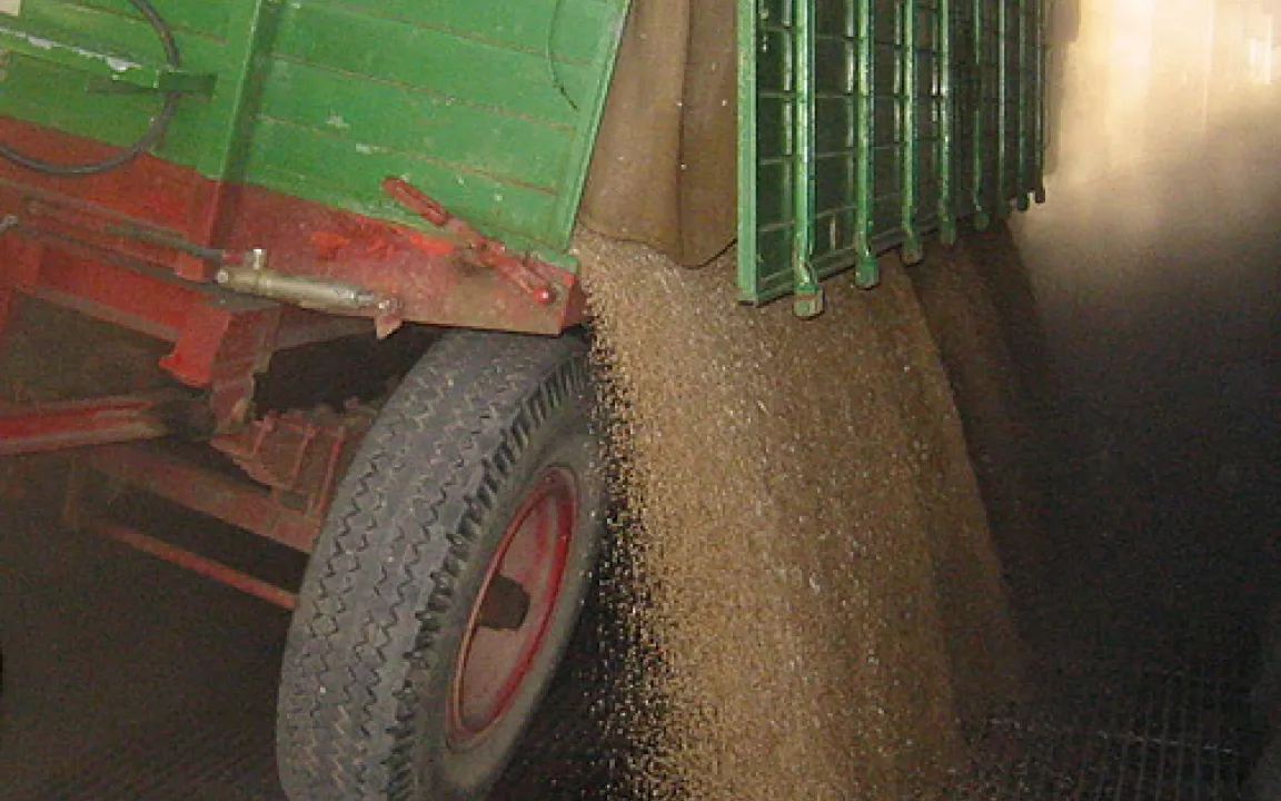 DON und ZEA – die häufigsten Mykotoxine