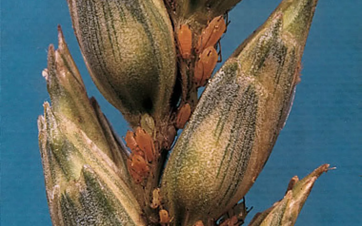 Insekten und Viren zwischen Trockenheit und Niederschlägen