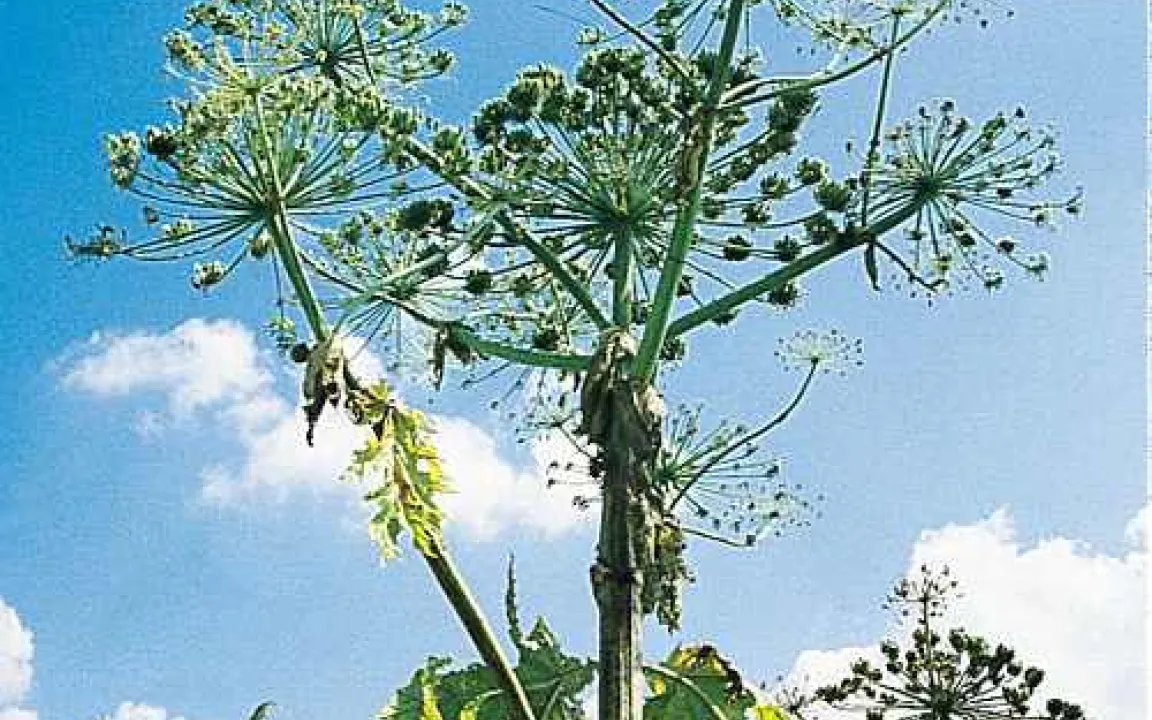 Artenvielfalt nicht immer erwünscht