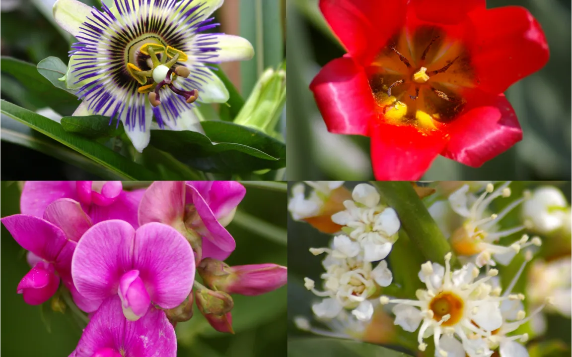 Aufruf zur Wahl der Giftpflanze des Jahres 2013