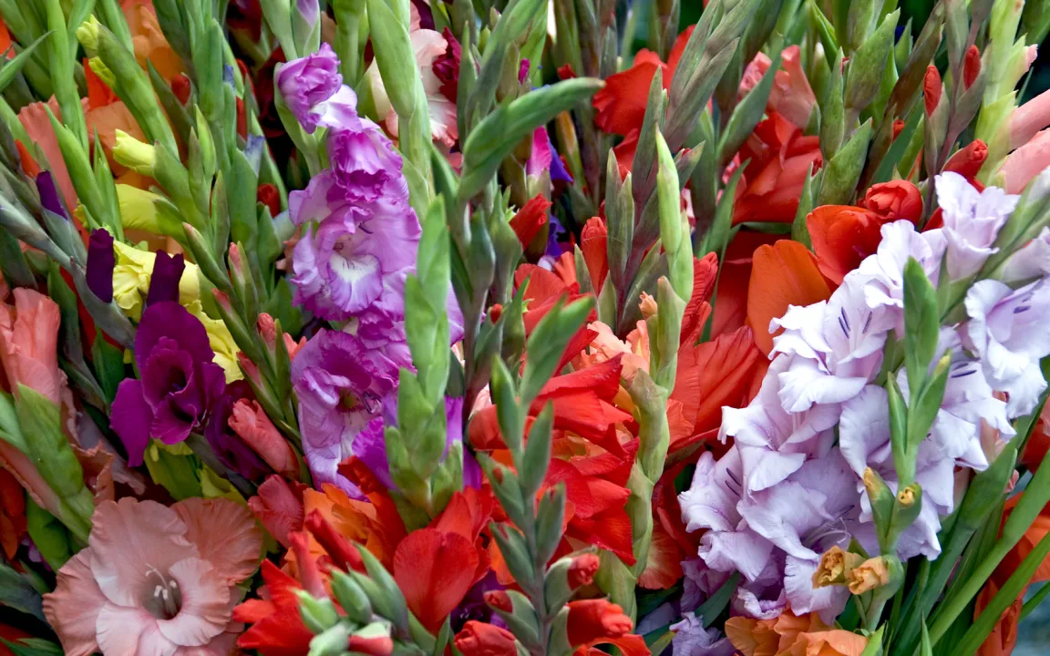 Nur gesunde Gladiolenknollen ins Winterlager bringen