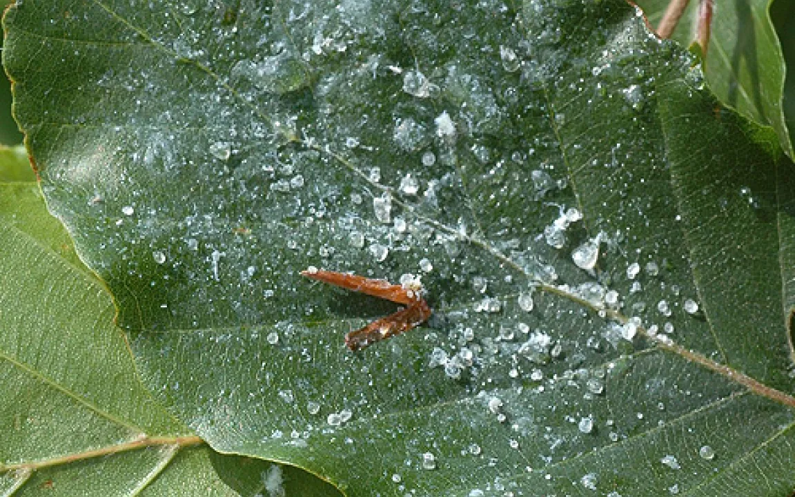 Honigtau – Lieblingsnahrung von Ameisen und anderen Insekten