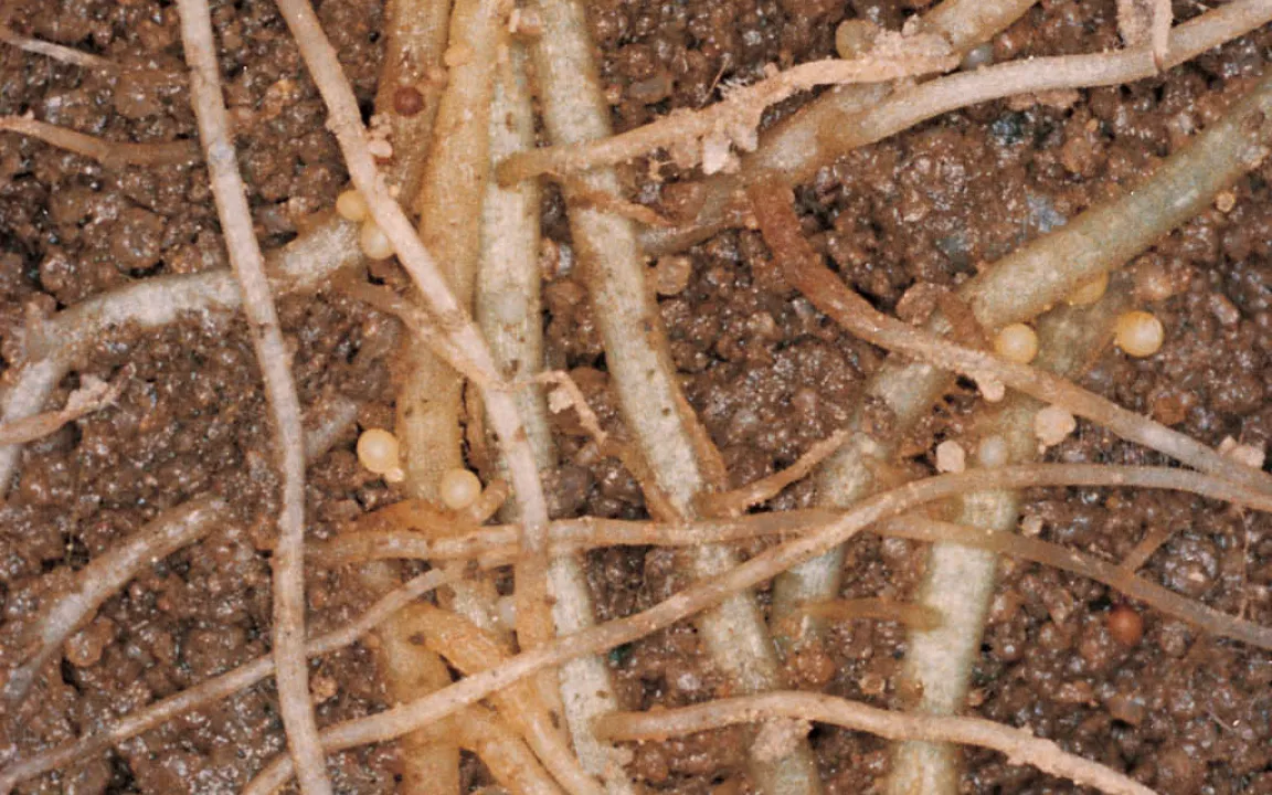 Steckbrieflich gesucht: Kartoffelnematoden