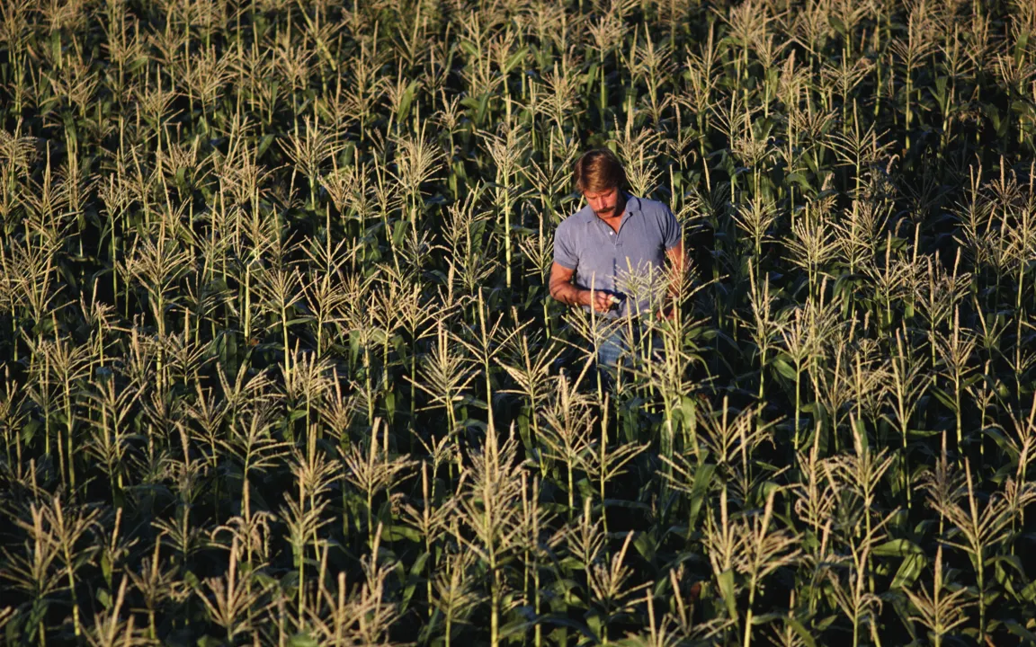 Gentechnisch veränderte Sorten stehen in den USA hoch im Kurs