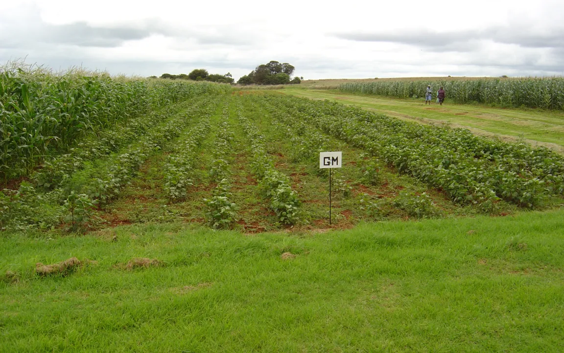 Anbauflächen für gentechnisch verbesserte Pflanzen steigen 2014 auf 181 Millionen Hektar