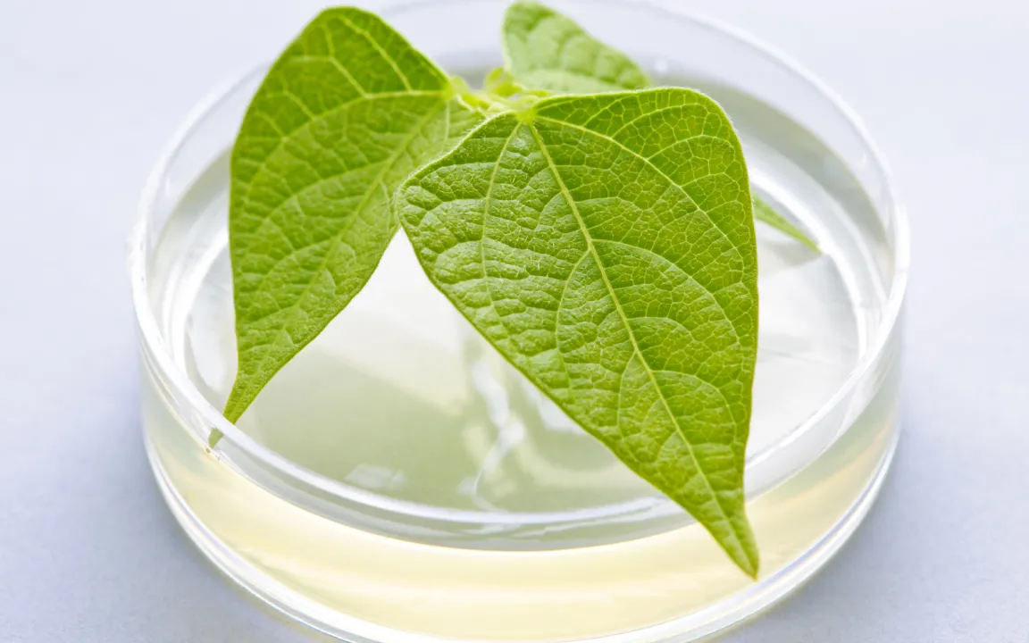 Gentechnik bleibt in der Diskussion