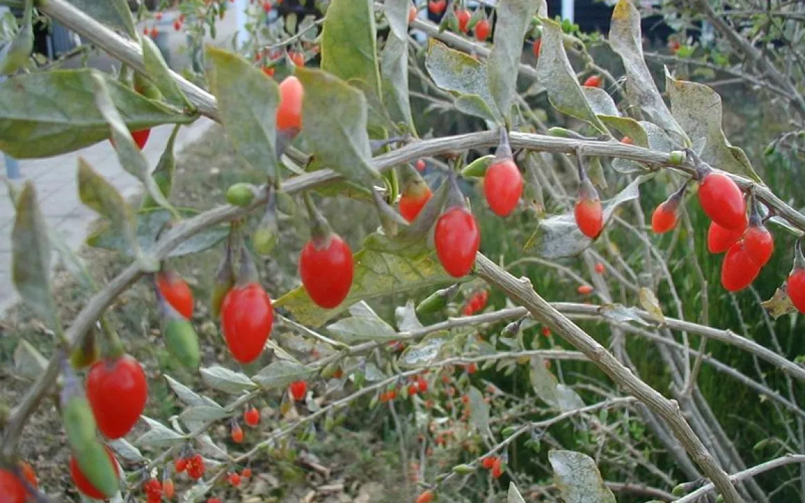 Eingewanderte Gallmilbe bedroht Trendpflanze Goji