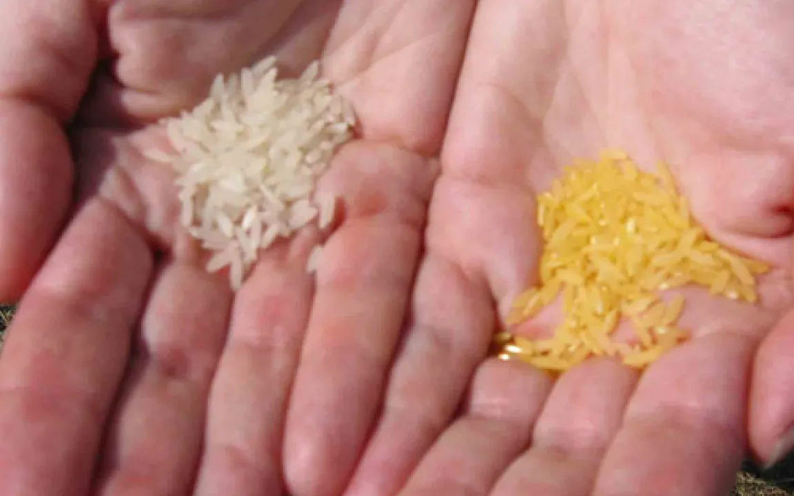 „Goldener Reis“ könnte viele Leben retten 