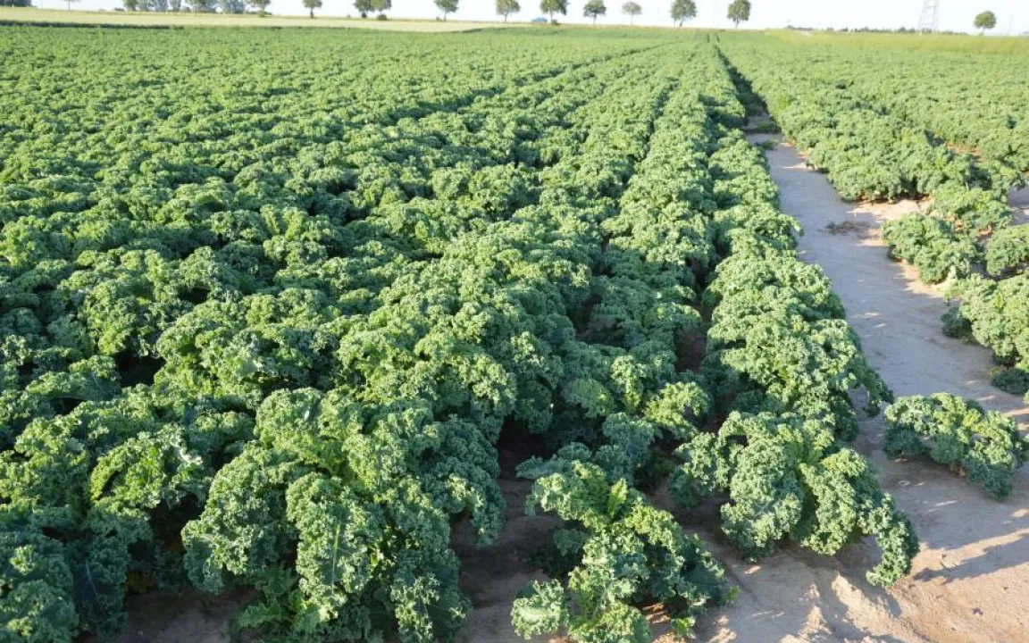 Schwefel verbessert Widerstandskraft und Geschmack von Pflanzen