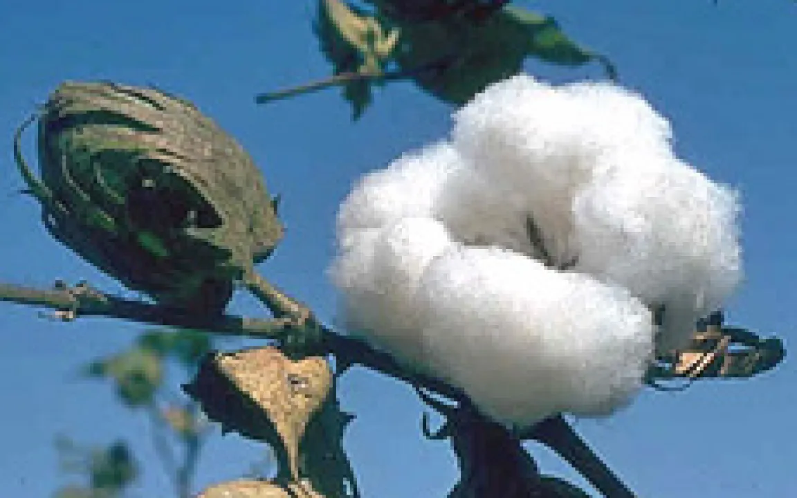 Gentechnisch veränderte Pflanzen glänzen mit guter Kohlendioxid-Bilanz