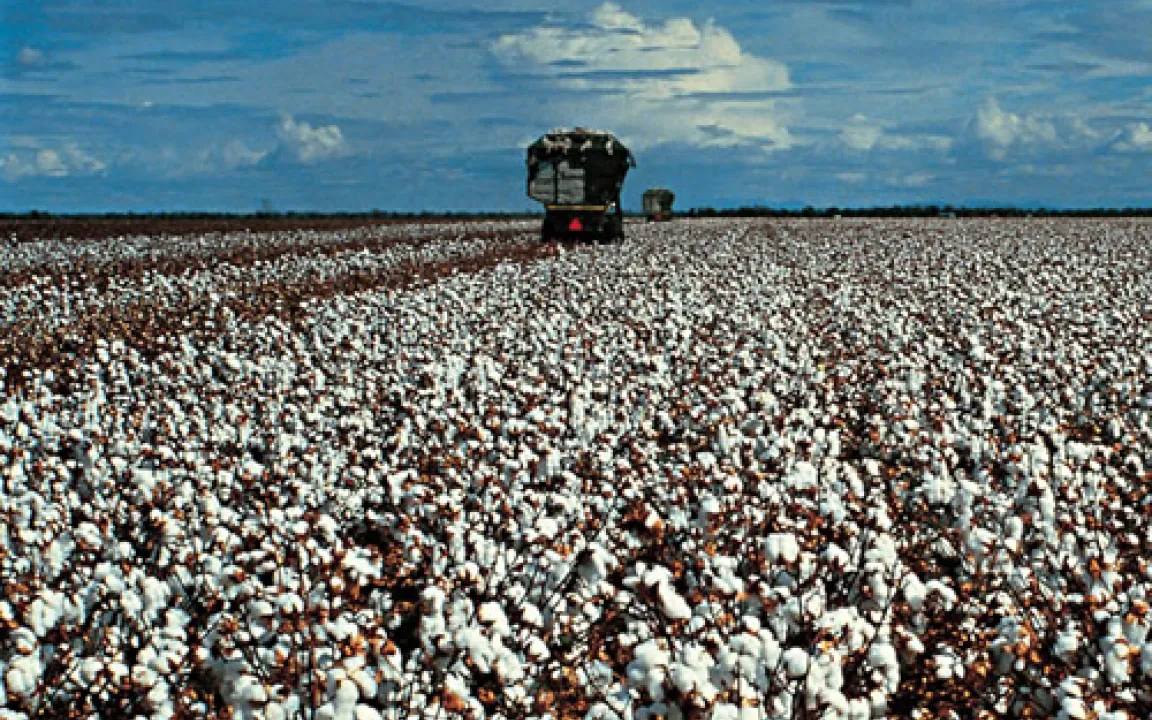 USA: gentechnisch veränderte Pflanzen auch 2010 auf dem Vormarsch 