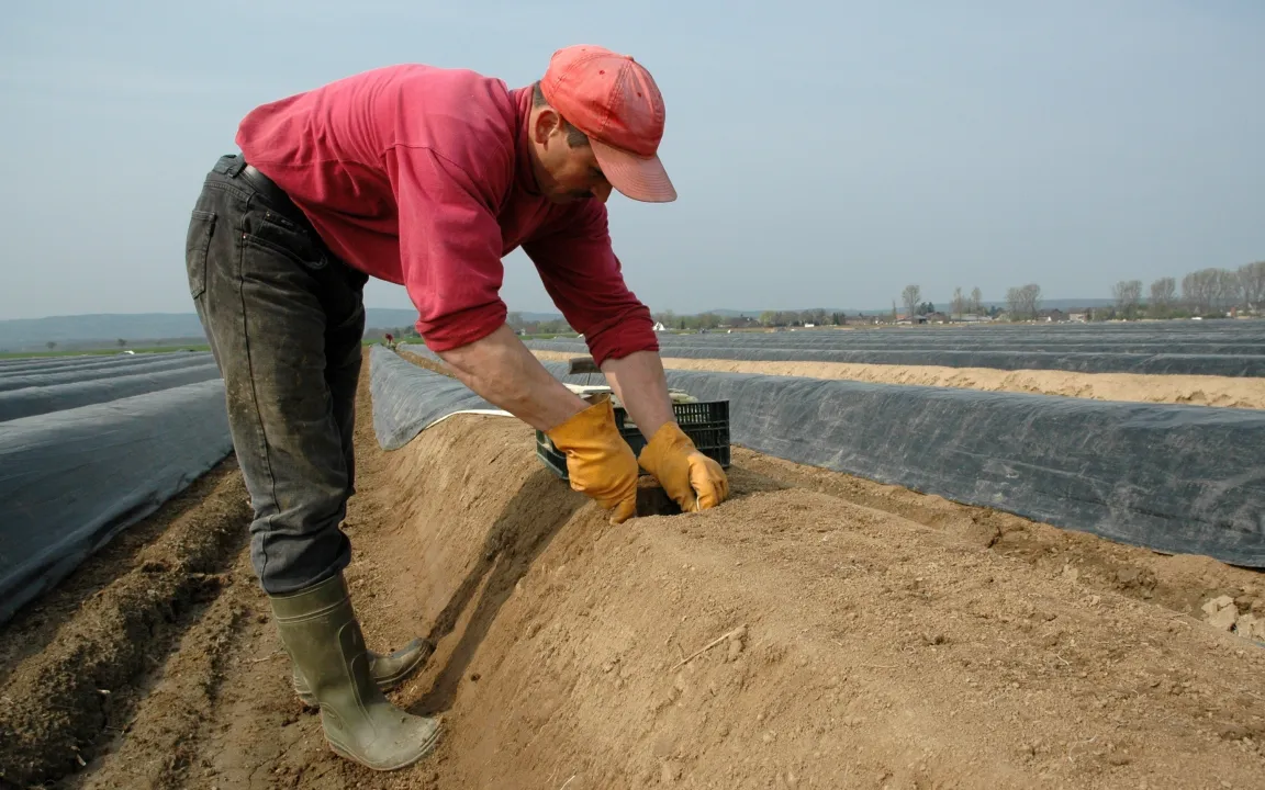 Spargelernte verlängert