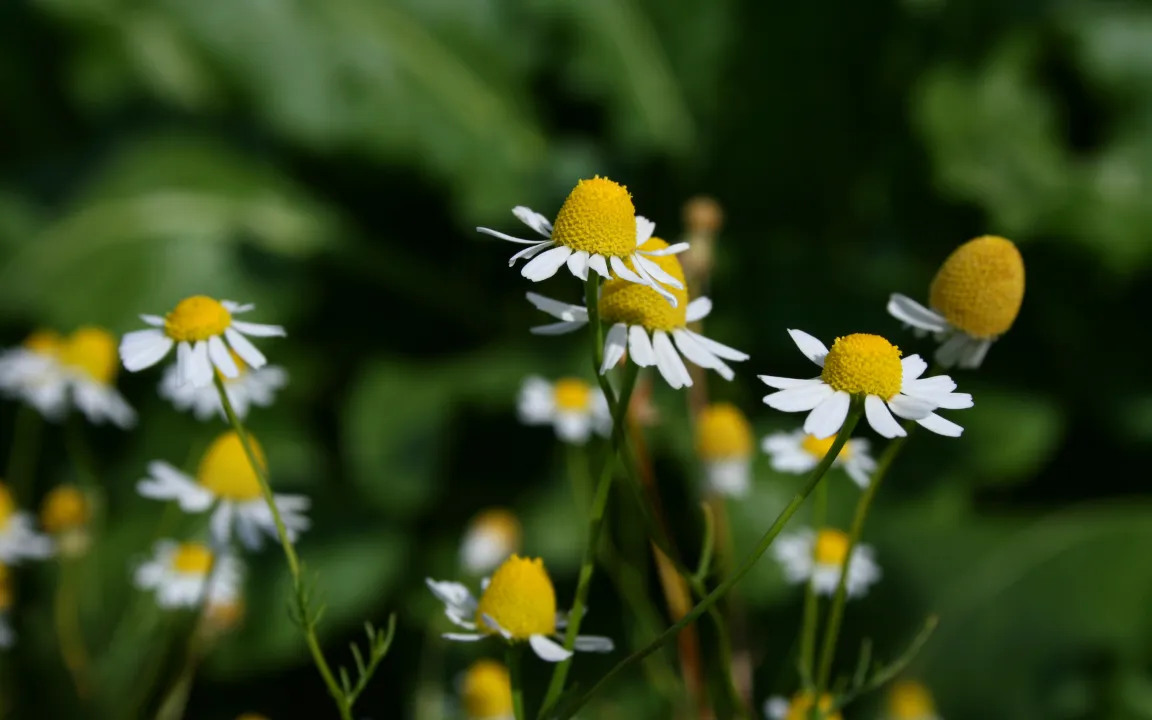 Arzneipflanzenanbau in Deutschland