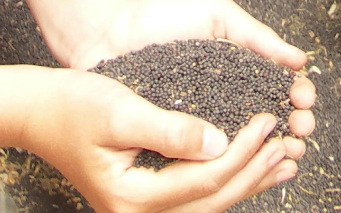 Vielseitig verwendbar: Raps als Rohstoff für Deutschlands beliebtestes Speiseöl, für Kraftstoff und Viehfutter