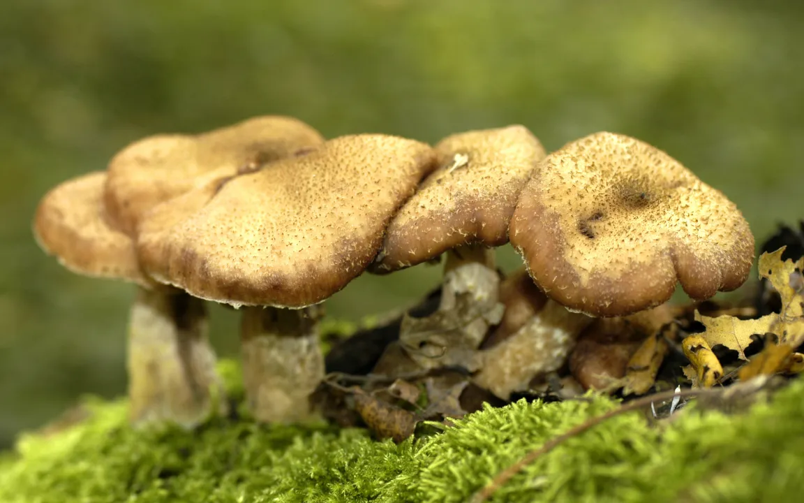 Hallimasch an Laub- und Nadelgehölzen